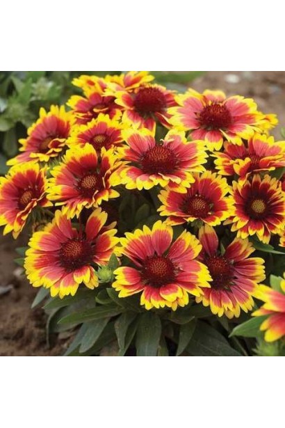 Яскраві червоно-жовті квіти гайлардії